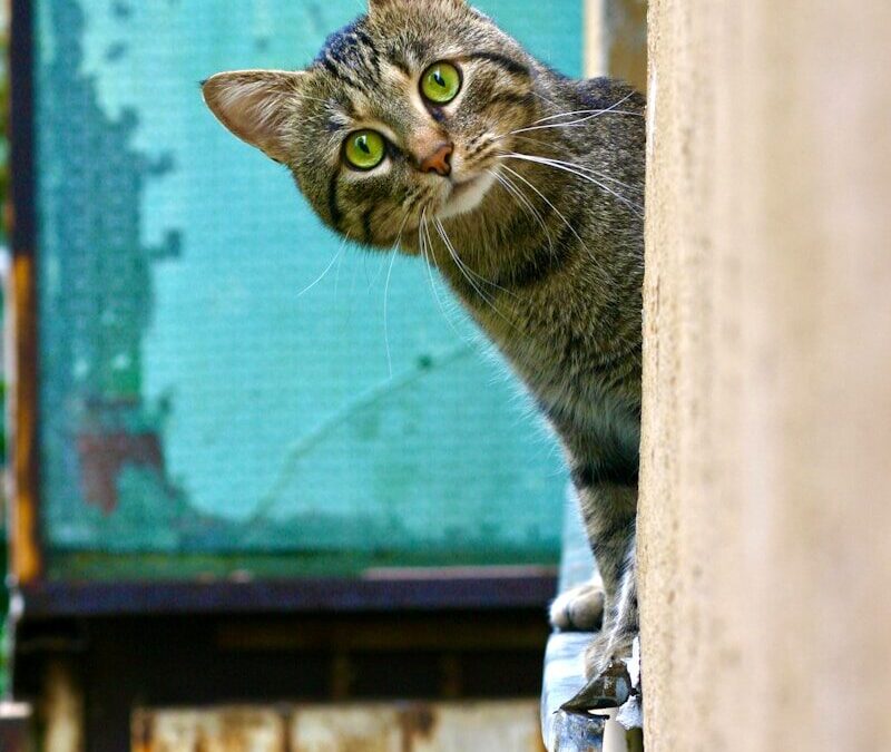 brown tabby cat on white wooden window