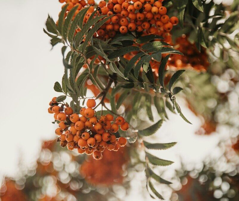 Clusters of bright orange rowan berries hanging from branches with green pinnate leaves